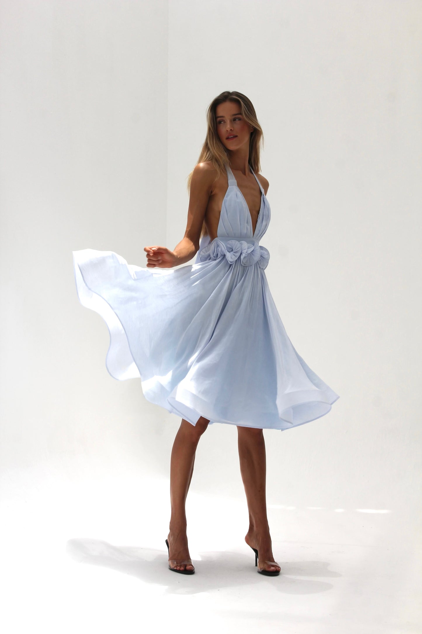 Delphine bleu